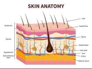 Skin Layers